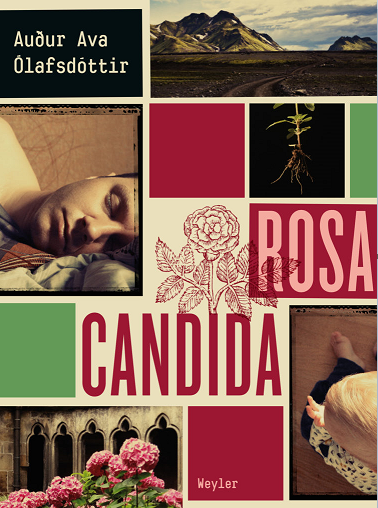 Rosa Candida